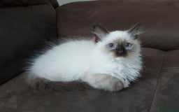 Ragdoll cats for sale: RAGDOLL SEAL POINT BLUE EYES READY NOW! - Image 25