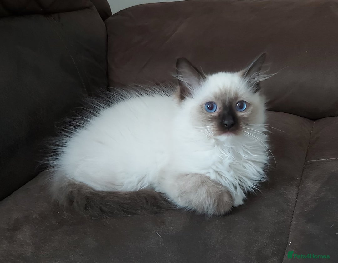 Ragdoll cats for sale: RAGDOLL SEAL POINT BLUE EYES READY NOW! - Image 25