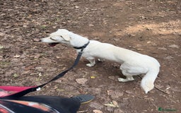 Mixed Breed dogs for sale: Forever home needed - Image 3