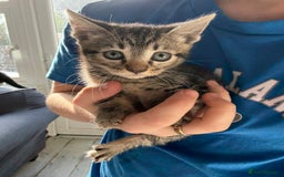 British Shorthair cats for sale: Kittens  - Image 8