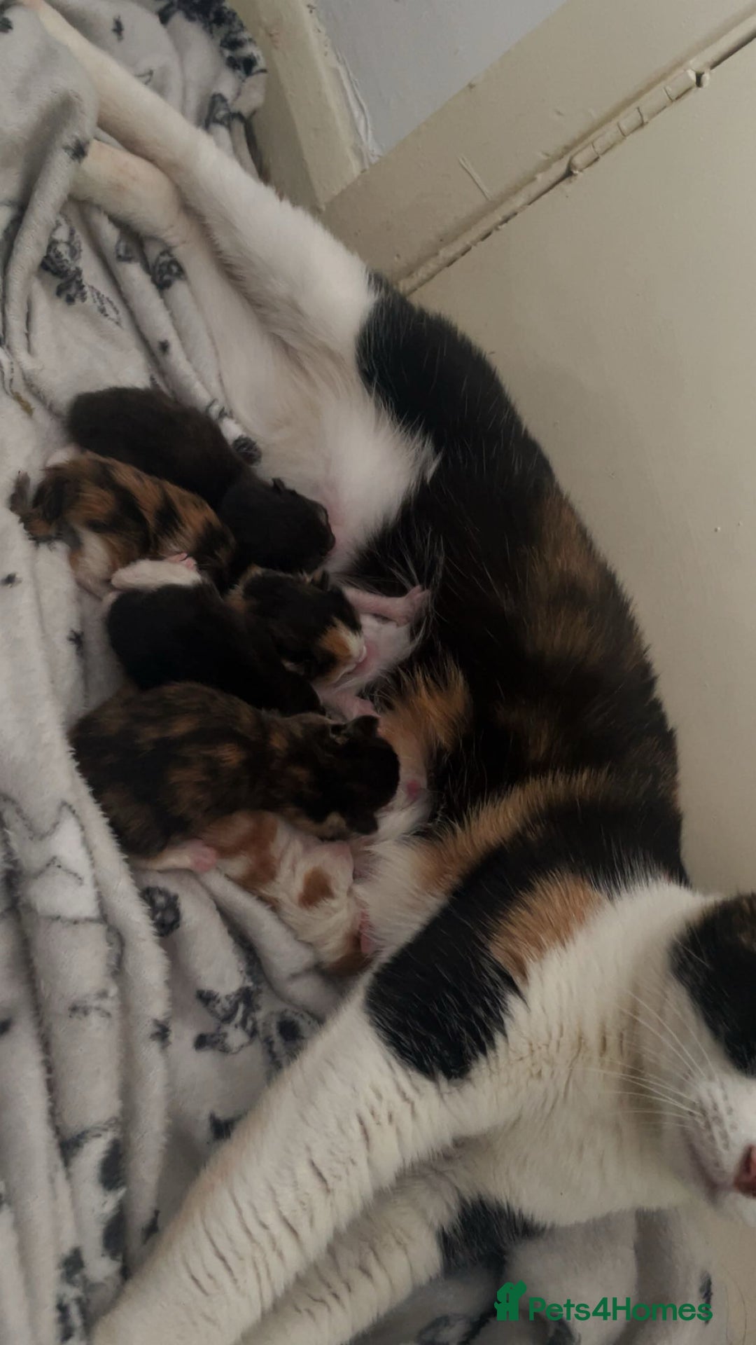 Domestic Shorthair cats for sale: Beautiful kitten needing a loving home.  - Image 5