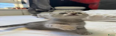 🐱 3 Silver Tabby – Male Fold ears