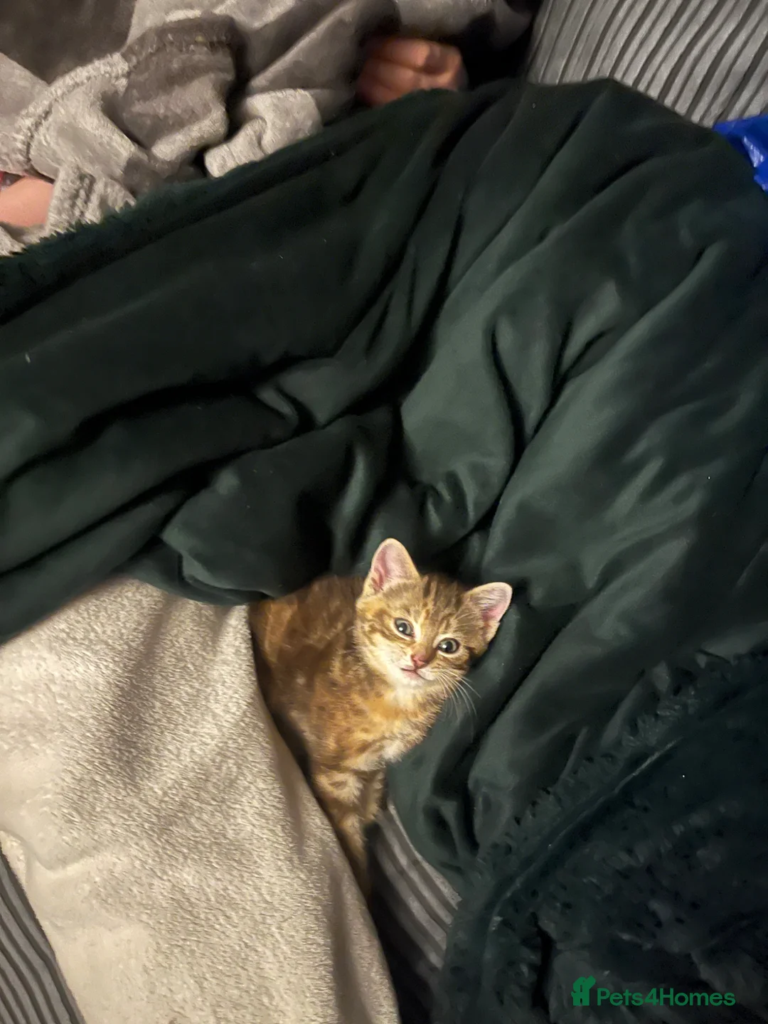 Mixed Breed cats for sale: Female tabby cats  - Advert 2