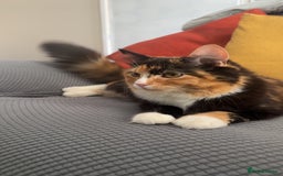 Ragdoll cats for sale: Sweet girl for sale  - Image 1