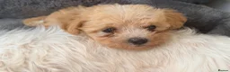 Maltipoo dogs for sale: F1 maltipoo pups  - Advert 7
