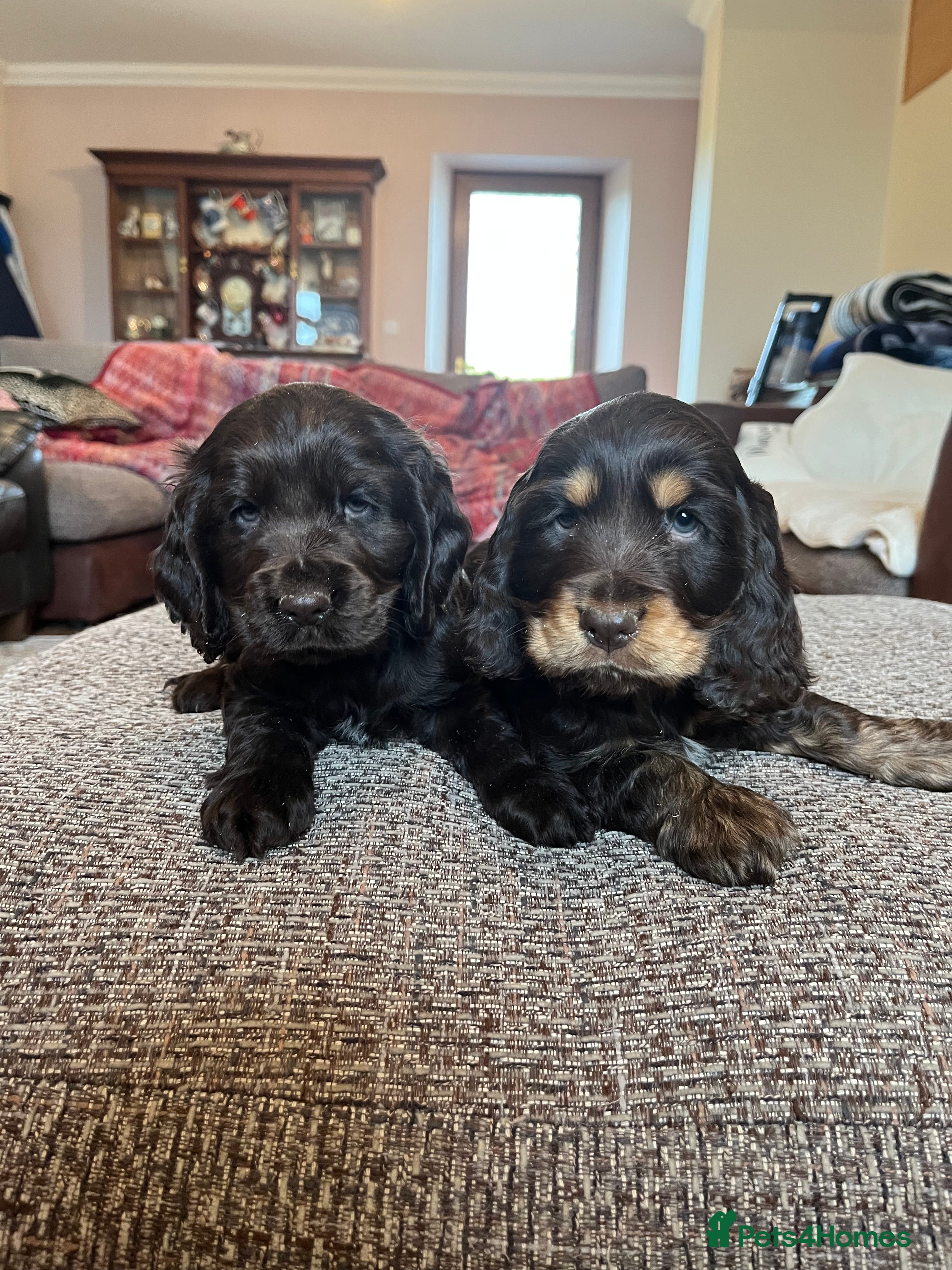 Cocker Spaniel dogs Health tested KC reg show type cockers - Advert 1