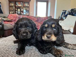 Cocker Spaniel dogs Health tested Chocolate KC reg show type cockers - Advert 11