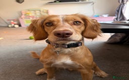 Cocker Spaniel dogs for sale: Skyla- working cocker spaniel 1yr 3mths - Image 2