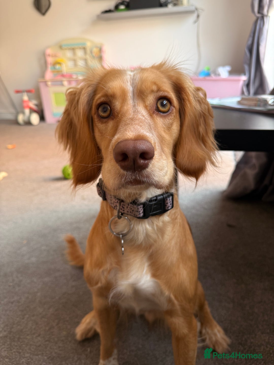 Cocker Spaniel dogs for sale: Skyla- working cocker spaniel 1yr 3mths - Image 2