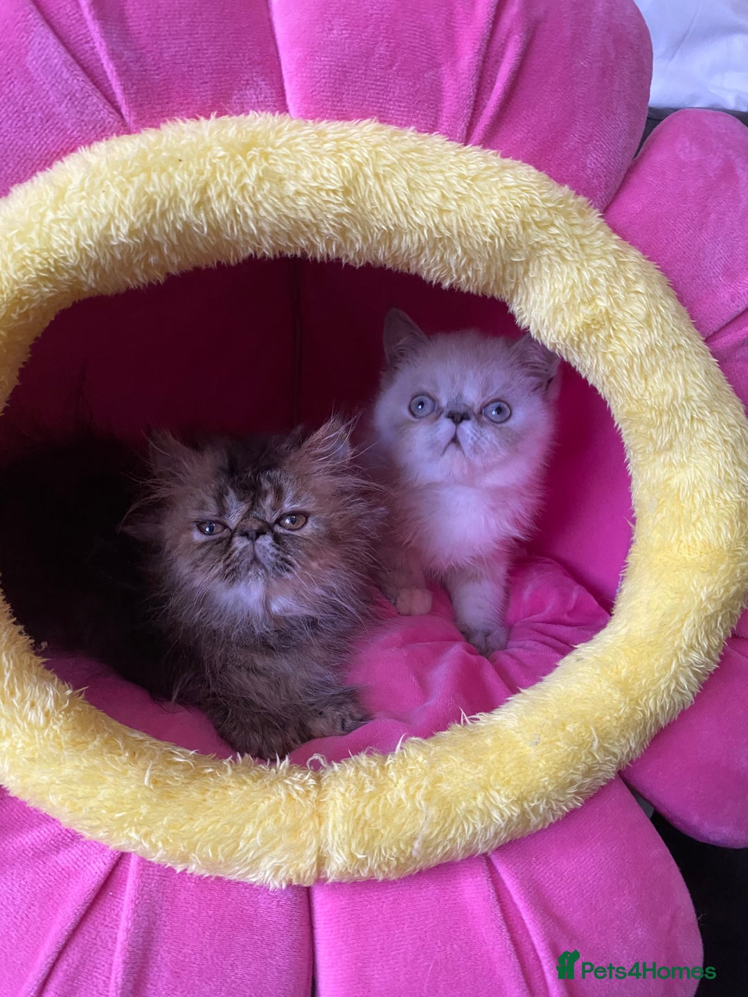 Persian cats for sale: READY NOW GCCF REG PKD FREE EXOTICS - Image 4