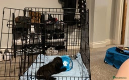 Mixed Breed dogs for sale: Jackapoo - Image 3