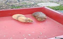 Guinea Pig rodents for sale: Boy guinea pig  about 30weks old to 1 year  - Image 2