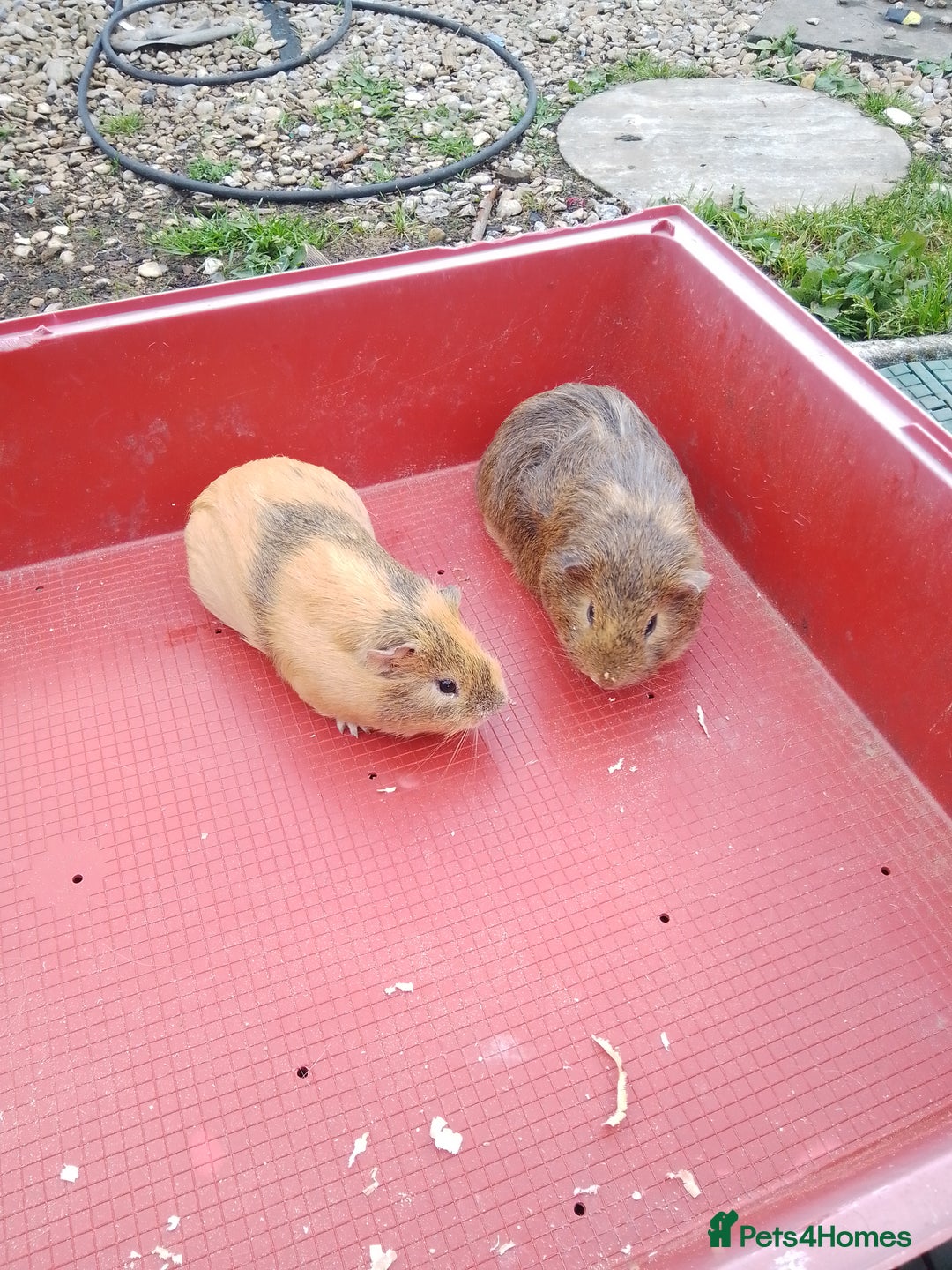 Guinea Pig rodents for sale: Boy guinea pig  about 30weks old to 1 year  - Image 2