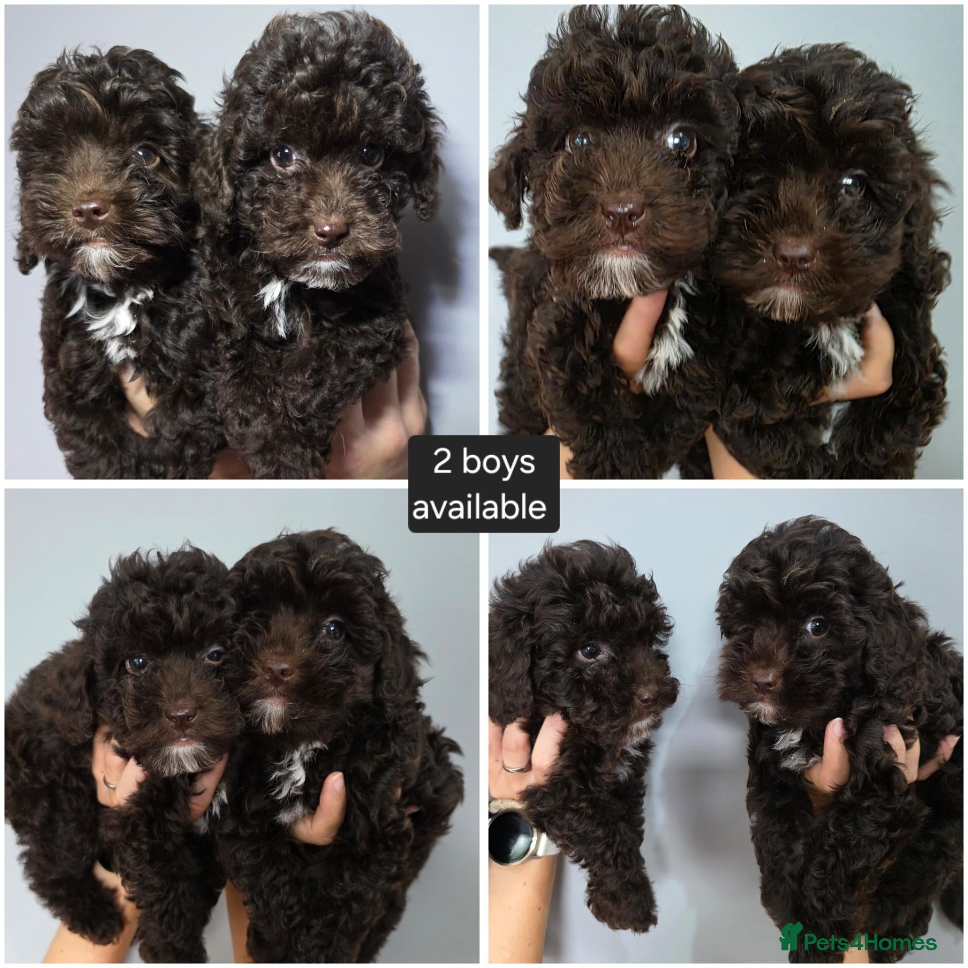 Cockapoo dogs 2 BOYS Chocolate Cockapoos. DNA HEALTH TESTED - Advert 2
