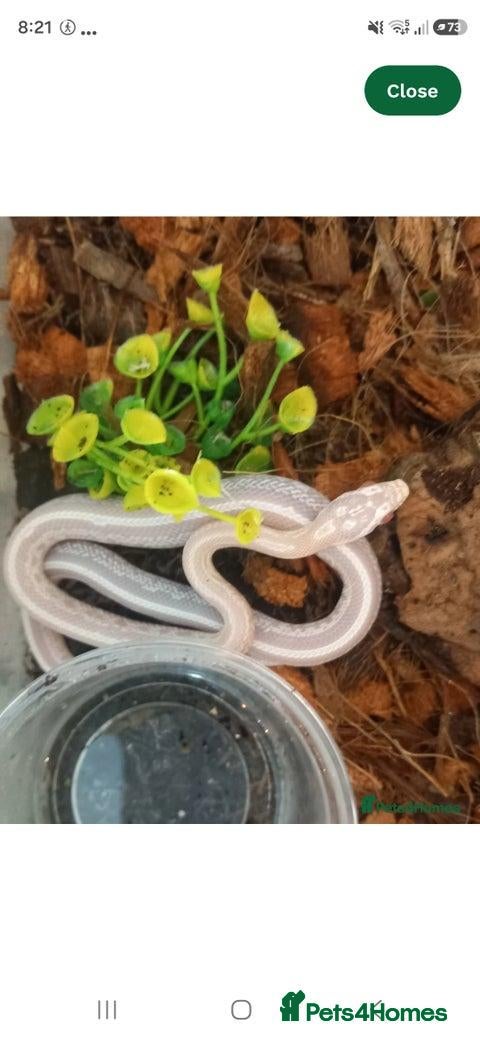 Corn Snake reptiles Corn snakes 2025 / 2026 cornsnake hatchlings  - Advert 14