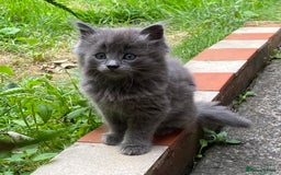 British Longhair cats for sale: Fluffy Grey British Longhair Kittens - Image 2