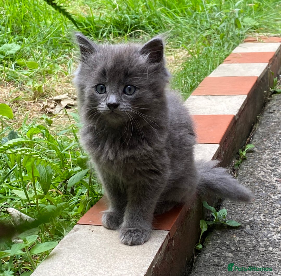 British Longhair cats for sale: Fluffy Grey British Longhair Kittens - Image 2