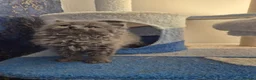 British Shorthair cats for sale: british shorthair & longhair - Advert 10