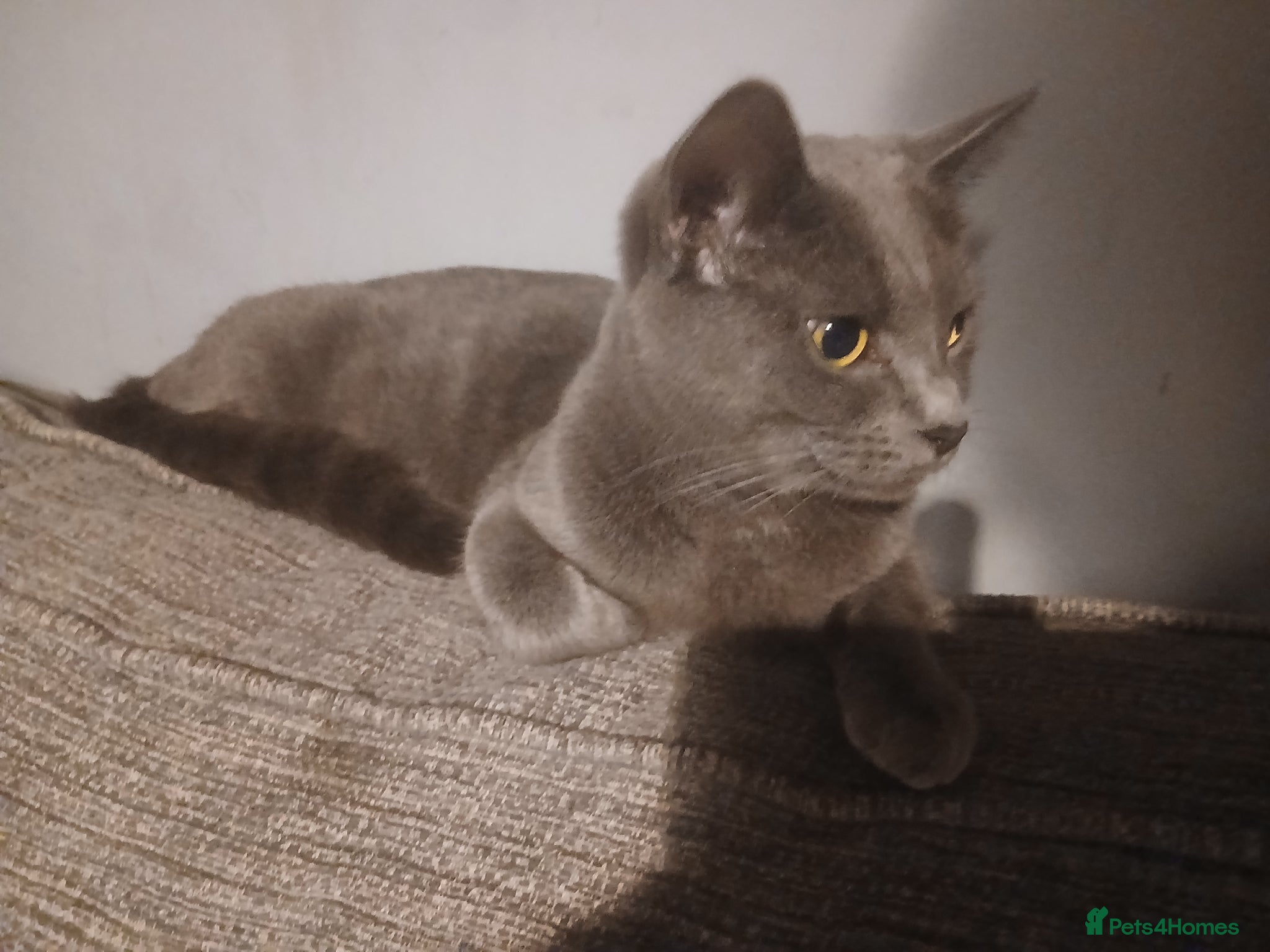 Mixed Breed cats 4 tabby kittens,  - Advert 2