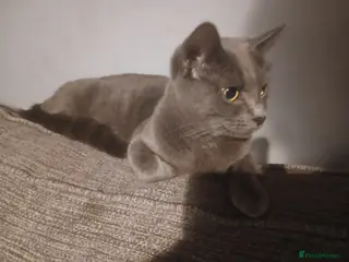 Mixed Breed cats 4 tabby kittens, - Advert 2