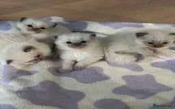 Ragdoll cats for sale: Pure Ragdoll kittens available 🐱🐾 - Image 5