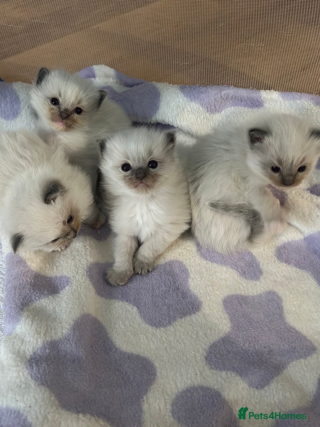 Ragdoll cats for sale: Pure Ragdoll kittens available 🐱🐾 - Image 5