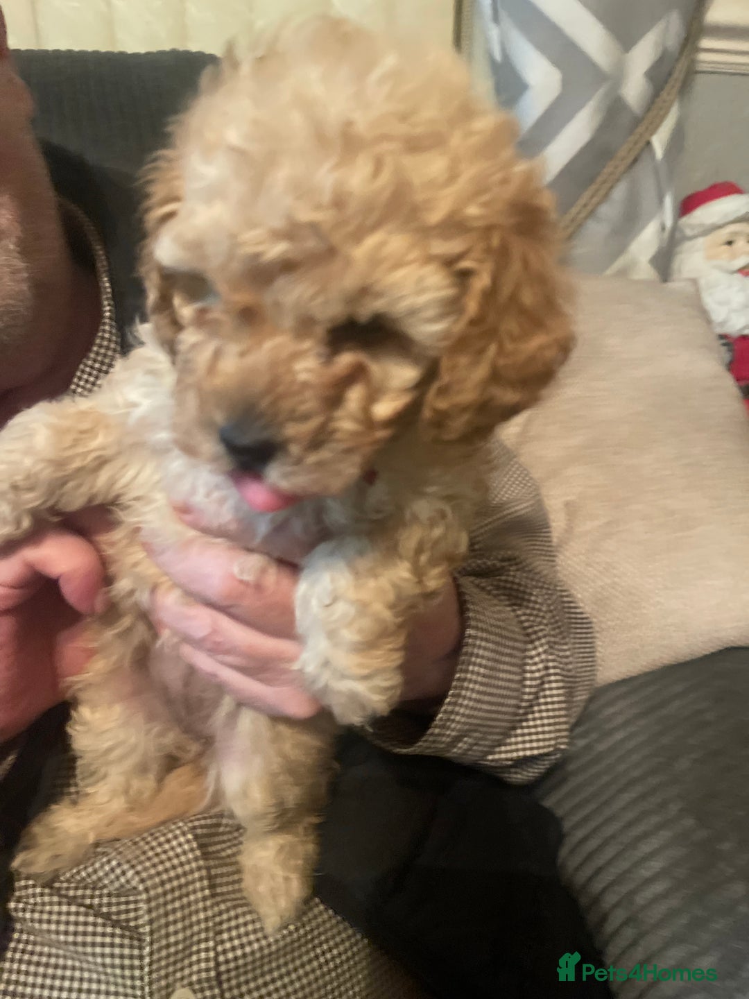 Poochon dogs for sale: 5 beautiful. Poochon puppies  - Advert 5