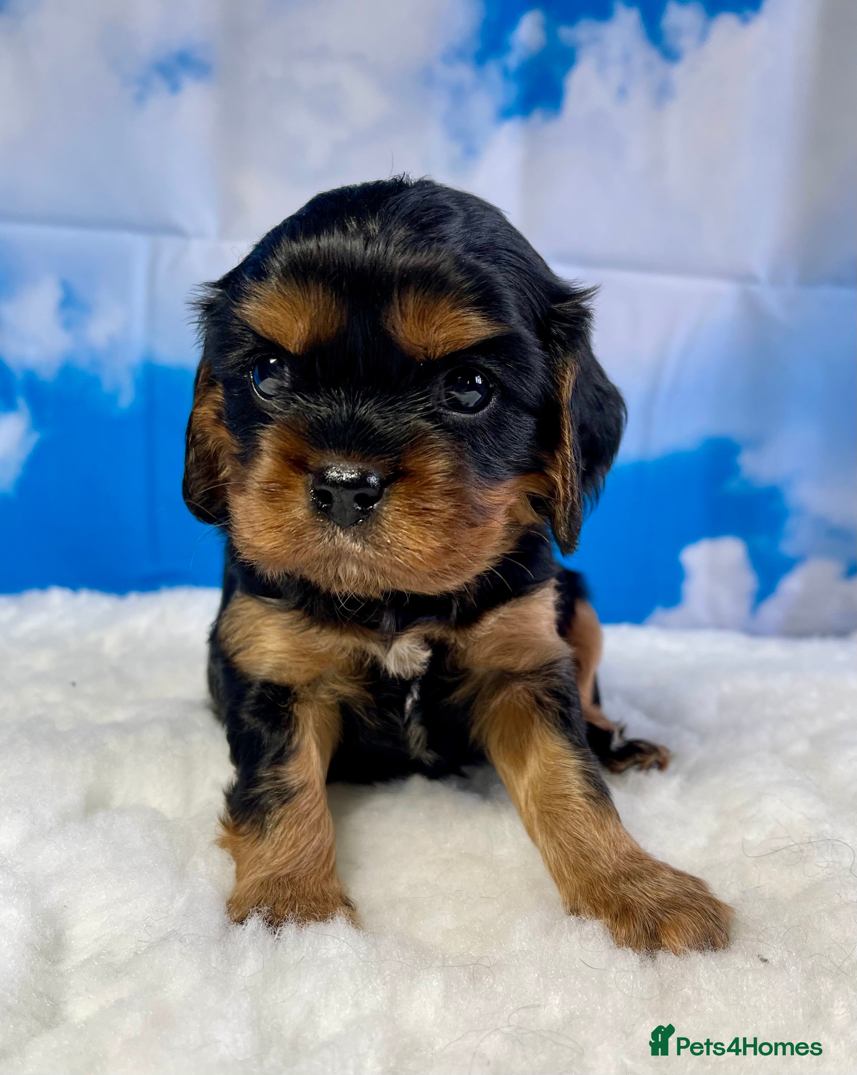 Cavalier King Charles Spaniel dogs Stunning Quality KC reg Health tested Cavaliers  - Advert 1