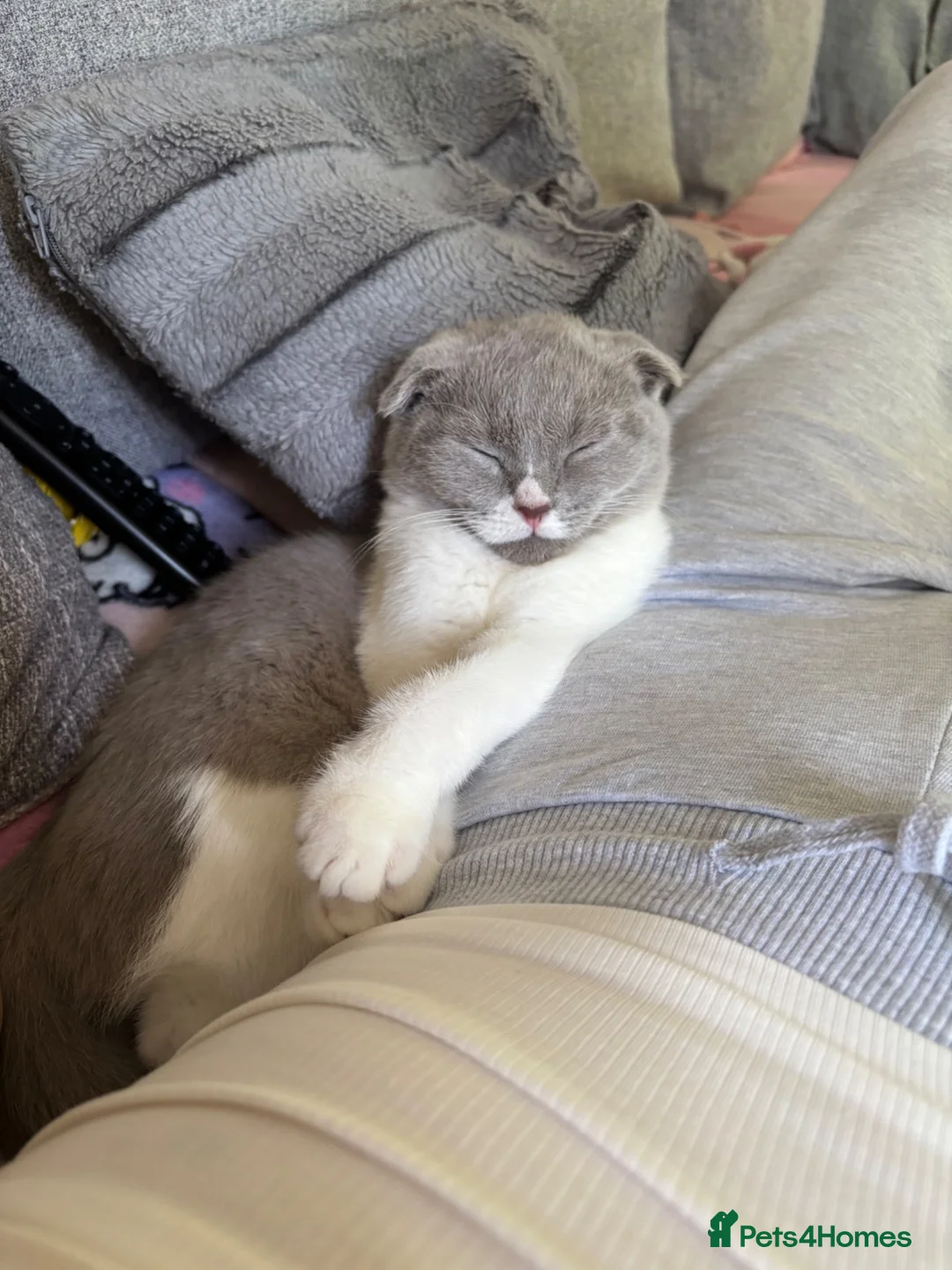 Scottish Fold cats for sale: Kitten looking for a new home! - Advert 9