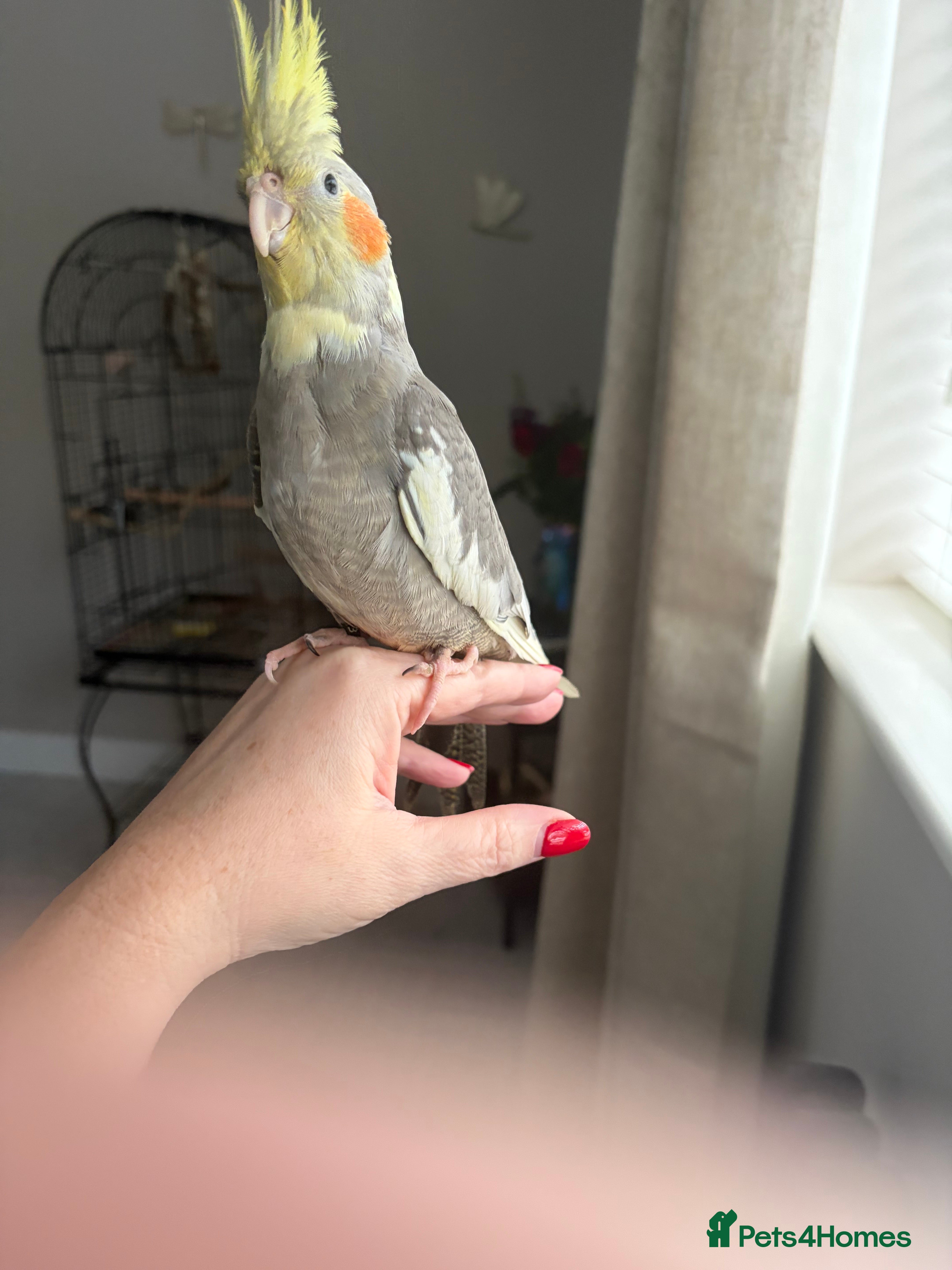 Cockatiels birds Silly Hand tame  - Advert 12