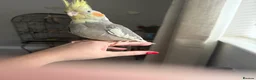Cockatiels birds for sale: Silly Hand tame  - Advert 1