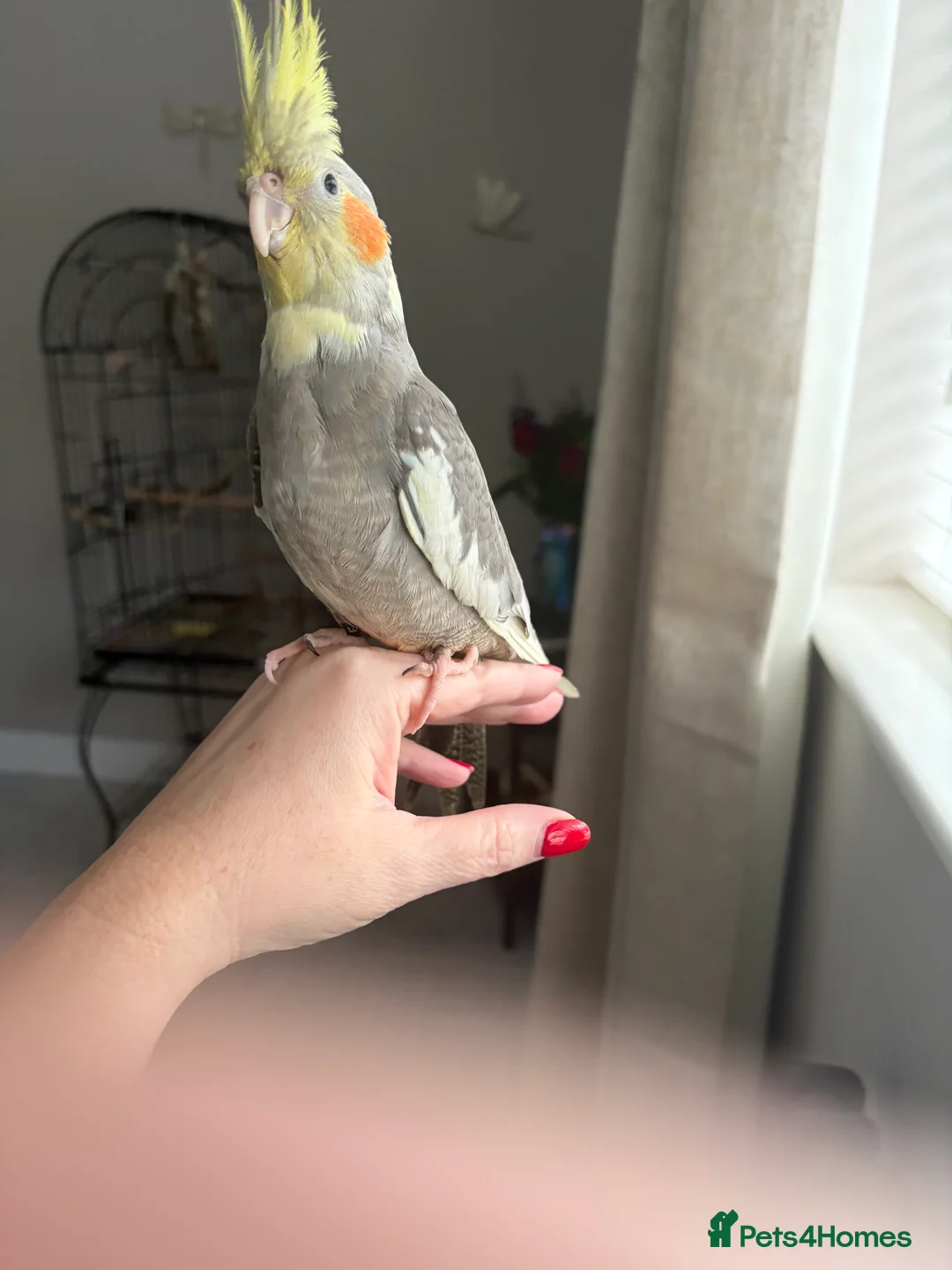 Cockatiels birds for sale: Silly Hand tame  - Advert 1