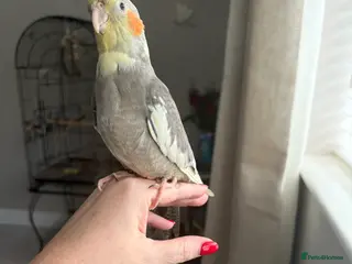 Cockatiels birds Silly Hand tame - Advert 12