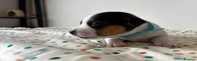 Jack Russell 2