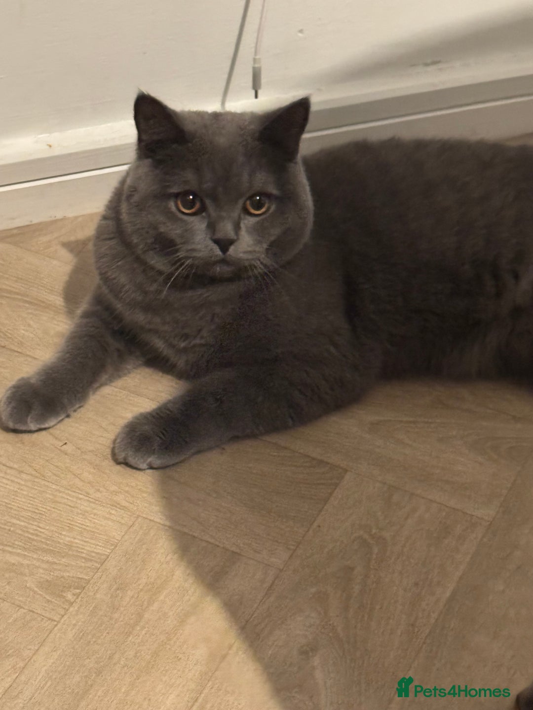 British Shorthair cats for sale: British shorthair - Advert 6