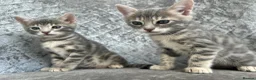 Bengal cats for sale: 💙 Beautiful Blue Bengal Female Kittens TICA Reg - Advert 13