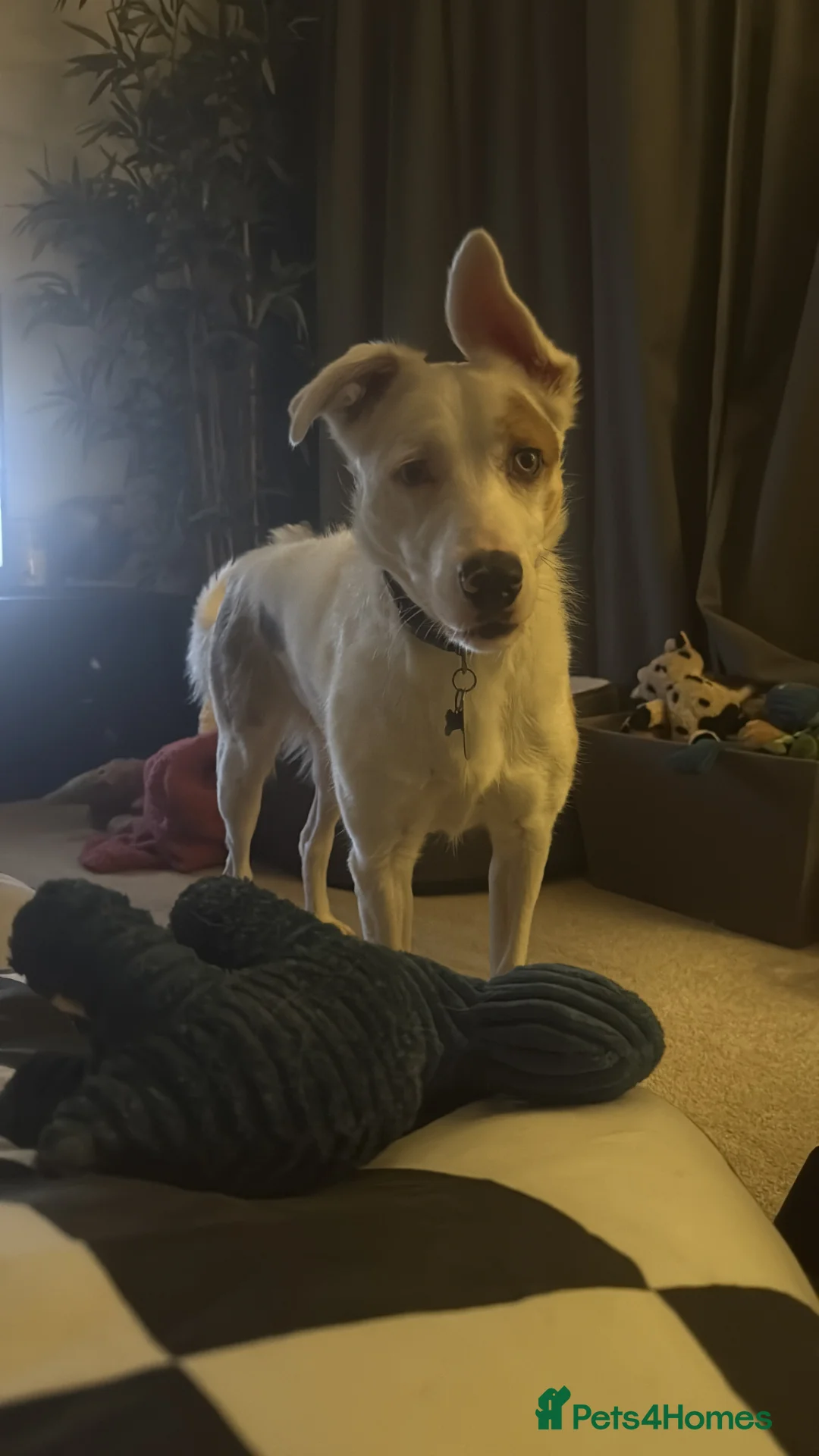 Mixed Breed dogs for sale: Boarder Collie x Australian Shepard  - Advert 4