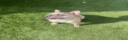 French Bulldog dogs for sale: French bull dog free  - Advert 5