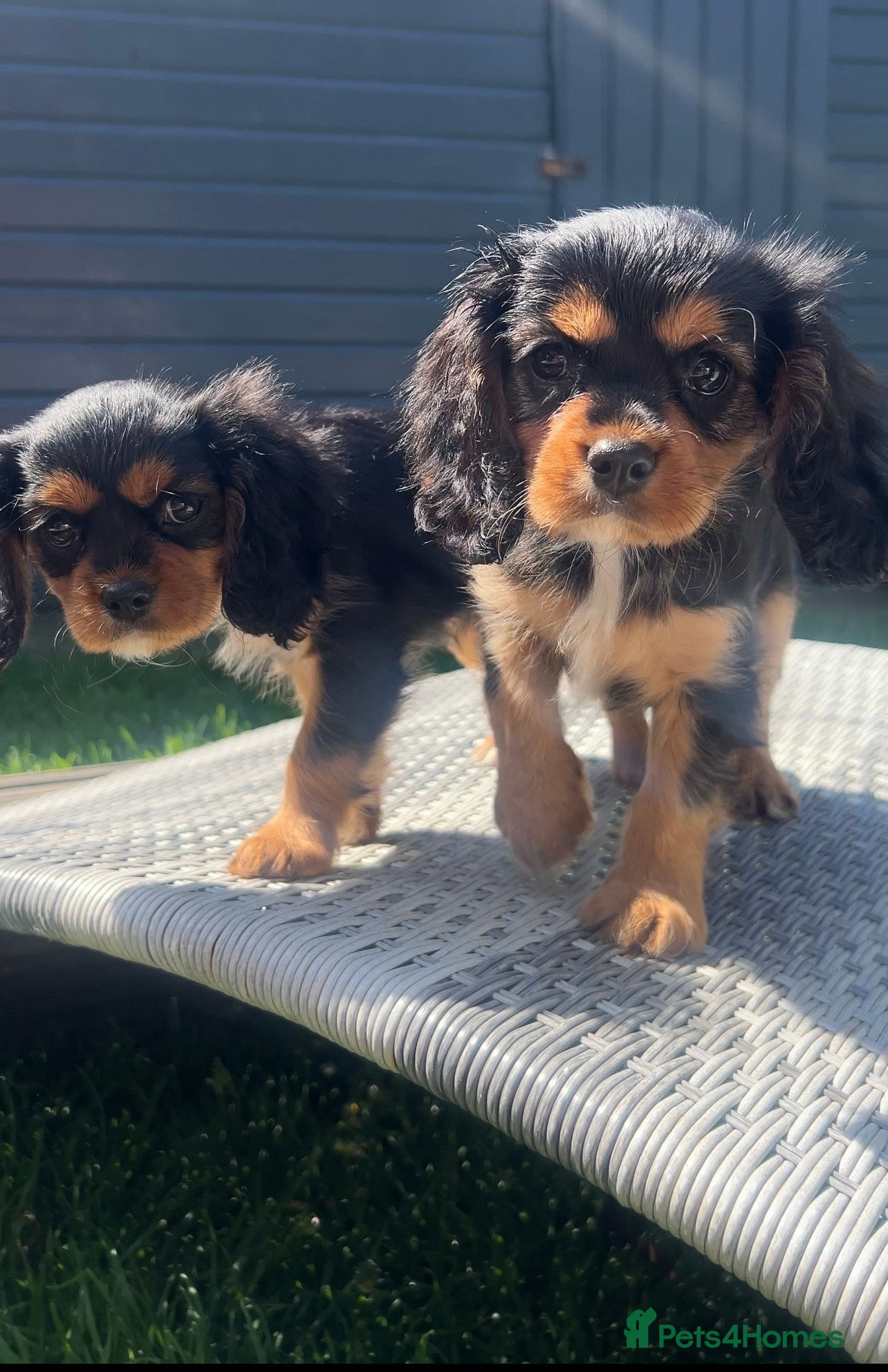 Cavalier King Charles Spaniel dogs beautiful cavalier King Charles puppies  - Advert 1
