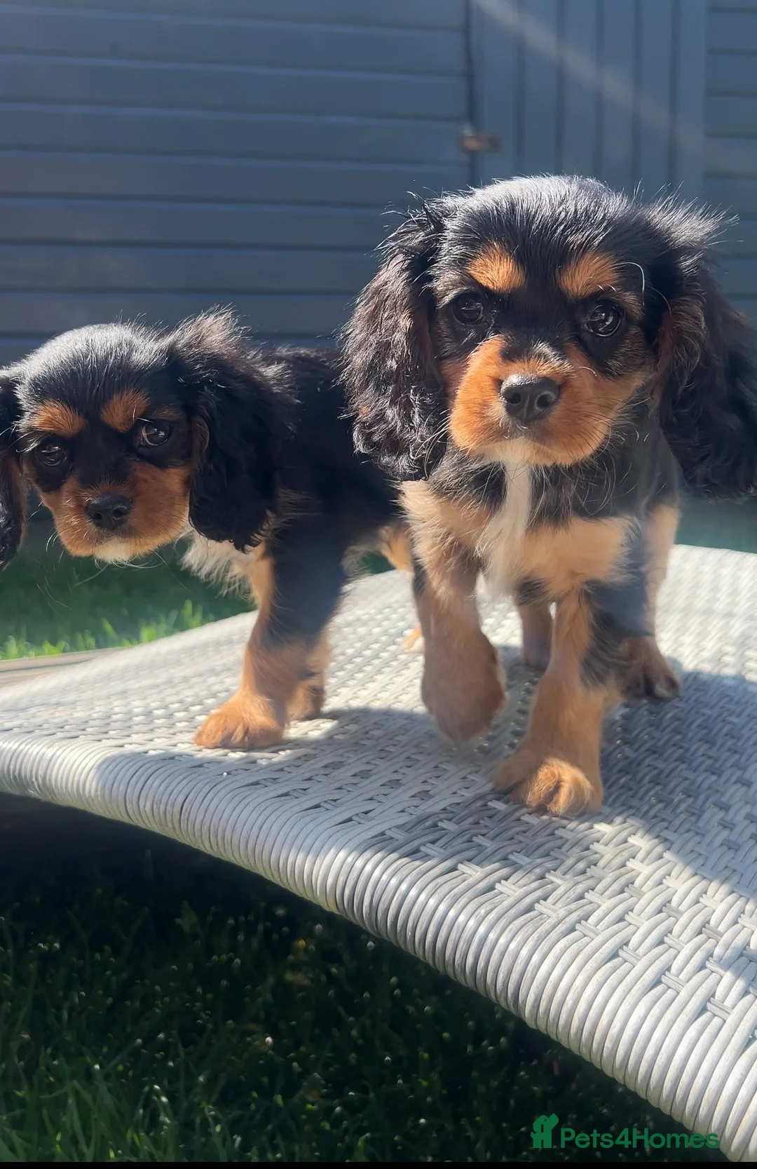 Cavalier King Charles Spaniel dogs for sale: beautiful cavalier King Charles puppies  - Advert 1