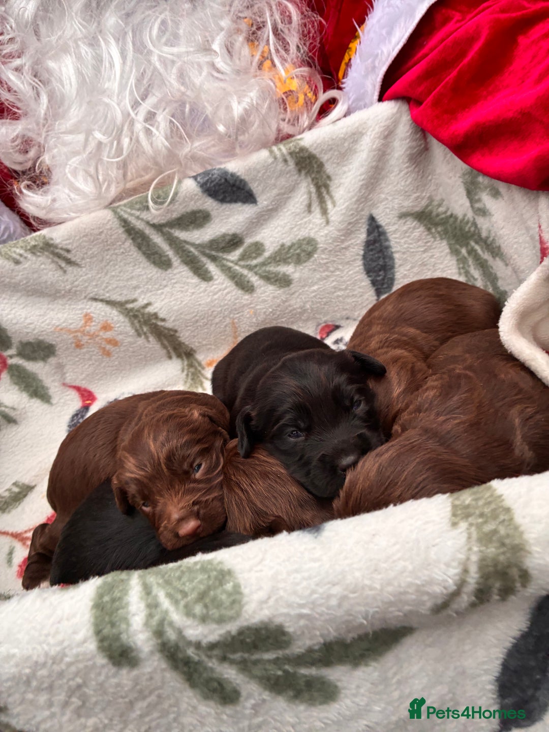 Cocker Spaniel dogs for sale: True working Cocker Spaniels docked  - Advert 4