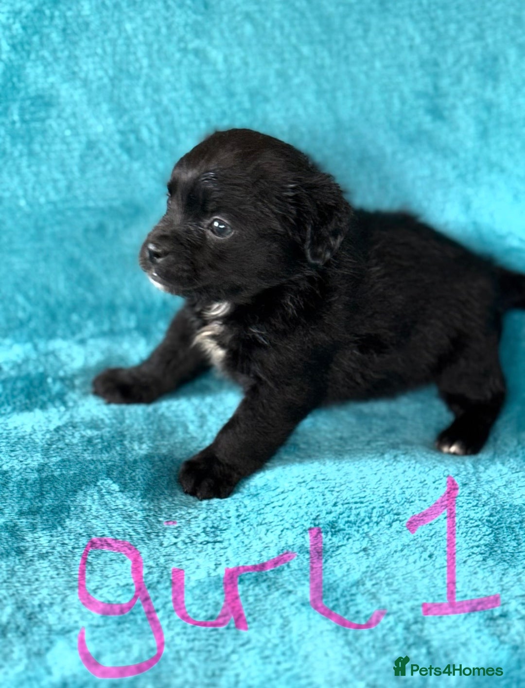 Mixed Breed dogs for sale: 3 CockerJack x Pomeranian Puppies - Advert 7