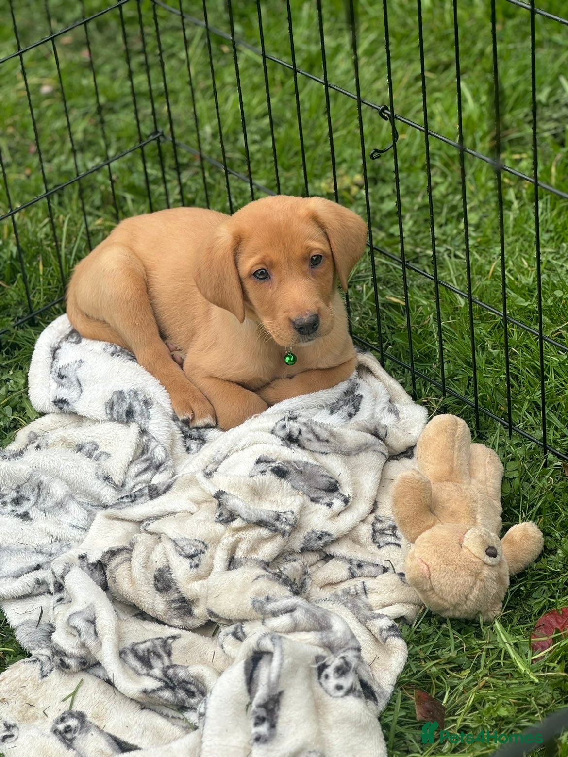 Labrador Retriever dogs Fox red labs ready now  - Advert 18