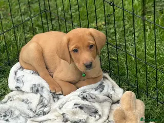 Labrador Retriever dogs Fox red labs ready now - Advert 18