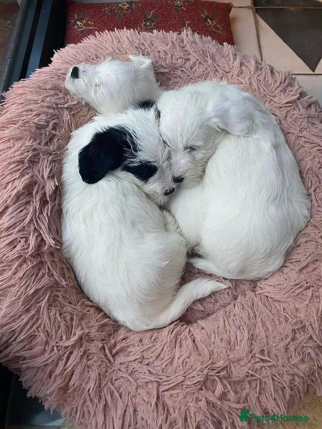 Sealyham Terrier dogs for sale: Sealyham Terrier Puppies - Advert 2