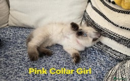 Ragdoll cats for sale: Beautiful ragdoll kittens - Image 14