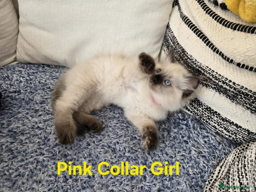 Ragdoll cats for sale: Beautiful ragdoll kittens - Image 14