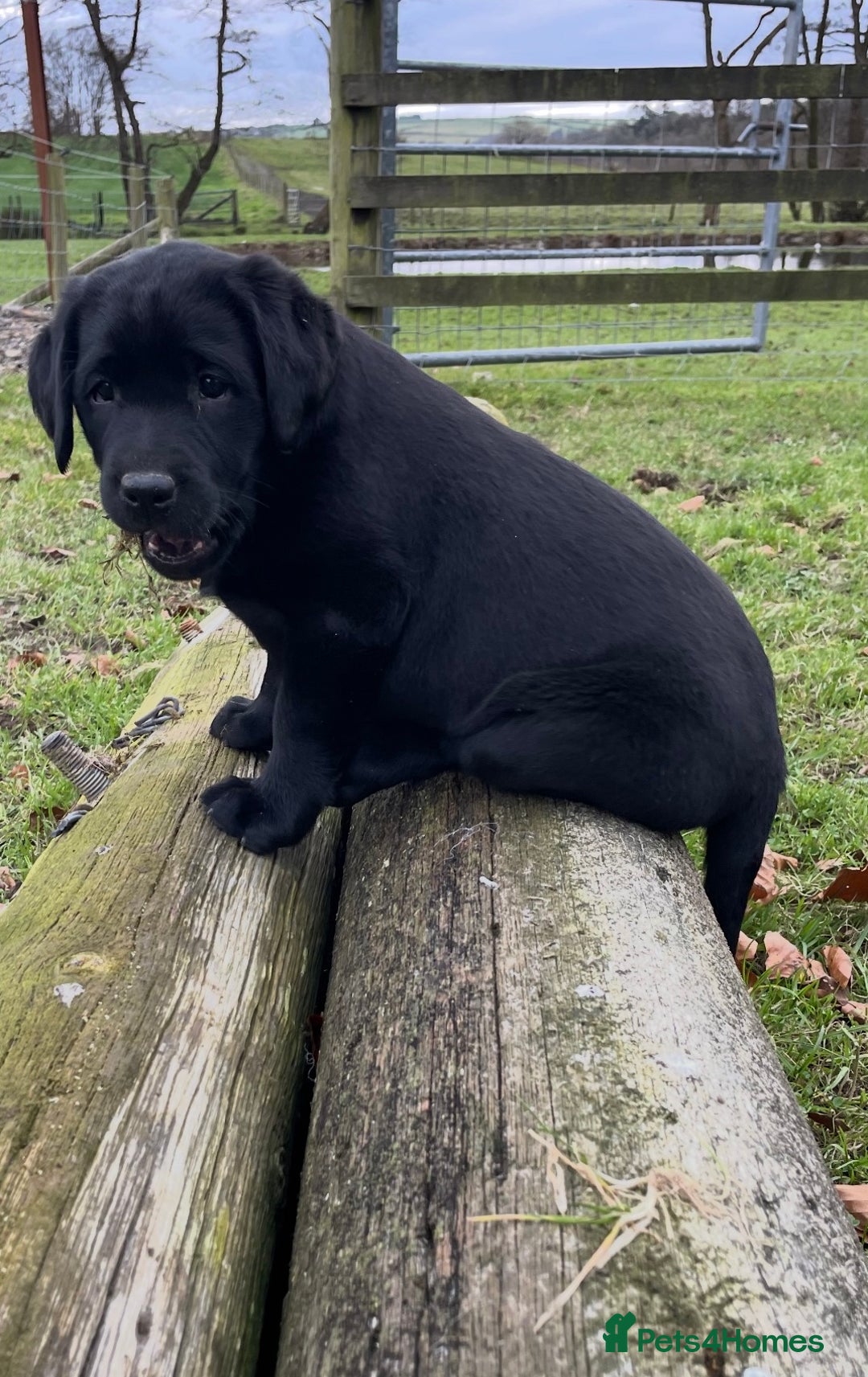 Labrador Retriever dogs for sale: 2 girls  - Advert 1