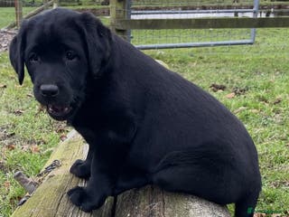 Labrador Retriever dogs 2 girls - Advert 2