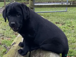 Labrador Retriever dogs VIEW THIS WEEKEND Labs for 5🌟homes only - Advert 14